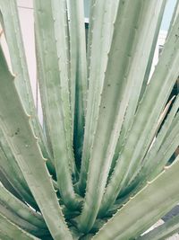 Full frame shot of leaves
