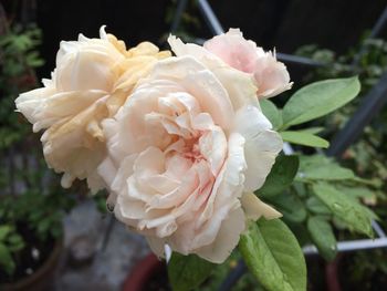 Close-up of white rose blooming outdoors