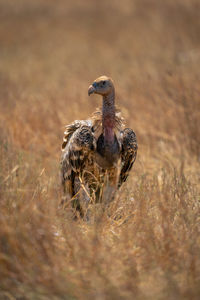 Close-up of bird