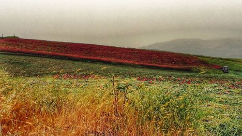 Scenic view of field against sky