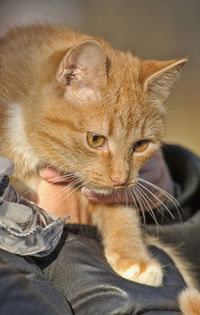 Close-up of cat looking away