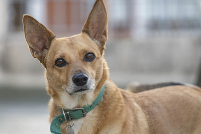 Close-up portrait of a dog