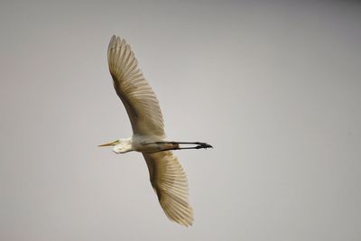 Low angle view of great egret flying in sky