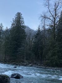 Scenic view of river amidst trees in forest against sky