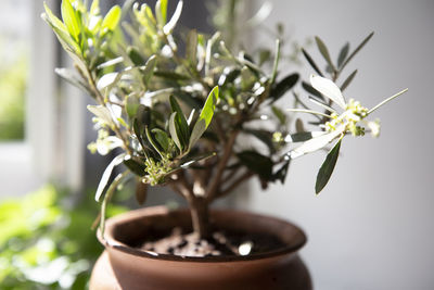 Close-up of potted plant