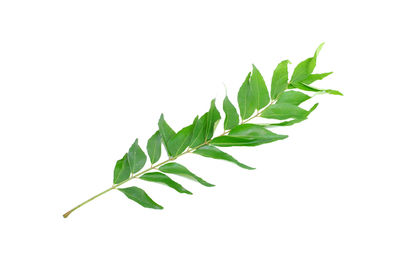 Close-up of leaves against white background