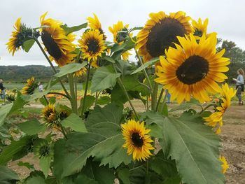 Sunflowers blooming against sky