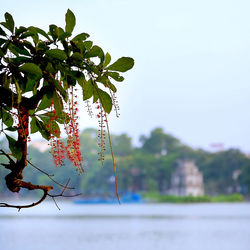 Close-up of flowering plant against sky