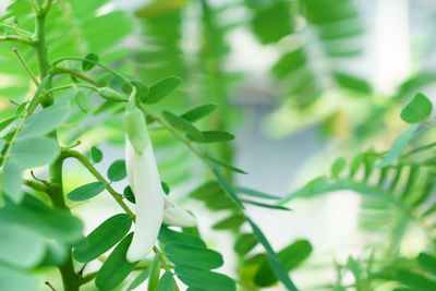 Close-up of fresh green leaves on plant