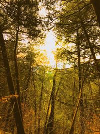 Trees growing in forest