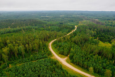 Aerial view from drone of idyllic country road leading through gallant pine and birch forests