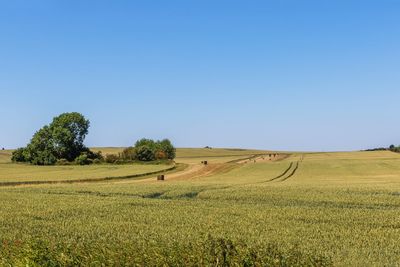 Scenic view of agricultural field against clear sky