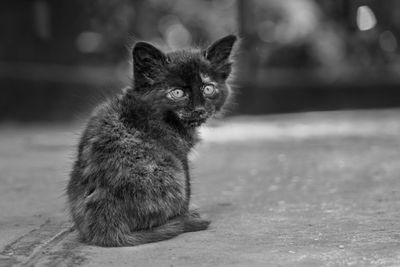 Portrait of cat sitting outdoors