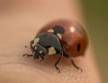 Close-up of insect