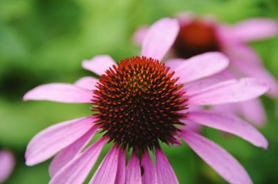 Close-up of coneflower blooming outdoors