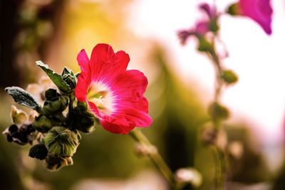 Close-up of pink hibiscus flower