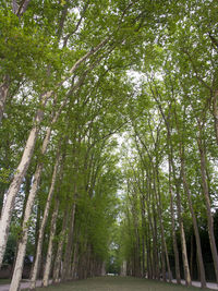 View of trees in the forest