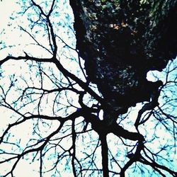 Low angle view of trees