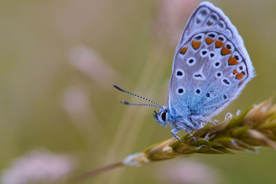 Close-up of butterfly on flower