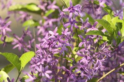 Close-up o fqueen's wreath purple flowering plants