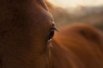 Close-up of a horse