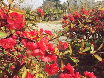 Close-up of red flowers on tree during autumn