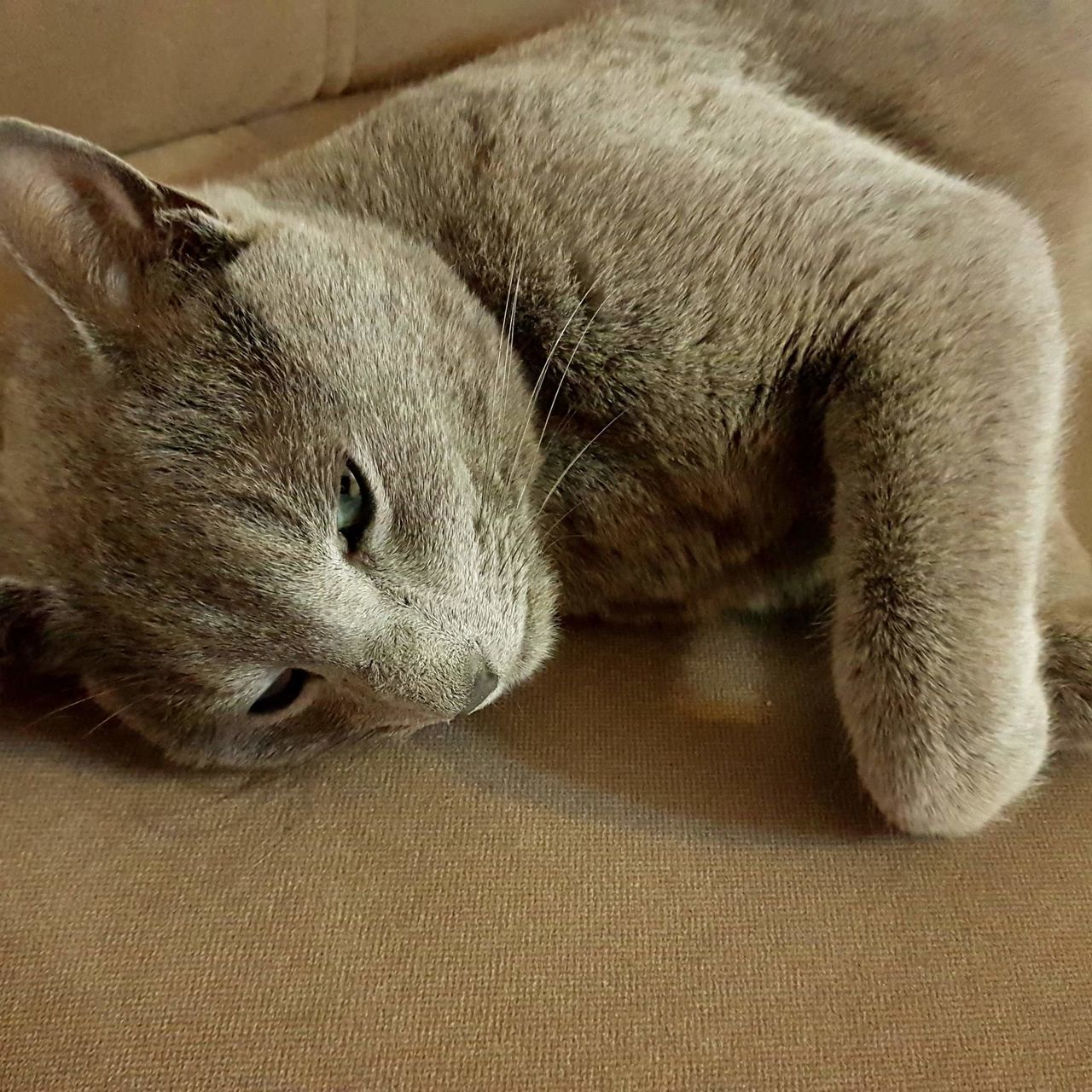 HIGH ANGLE VIEW OF A CAT SLEEPING