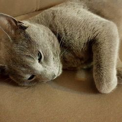 Close-up of cat sleeping