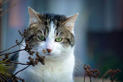 Close-up of cat