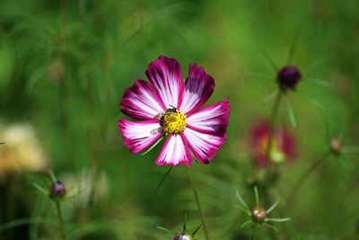 Close-up of pink cosmos flower