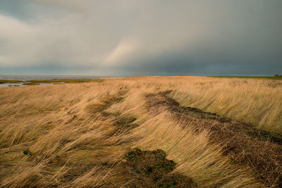 Reed next to the north sea on the island romo in denmark, stormy weather in winter 