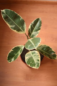 High angle view of green leaves on table