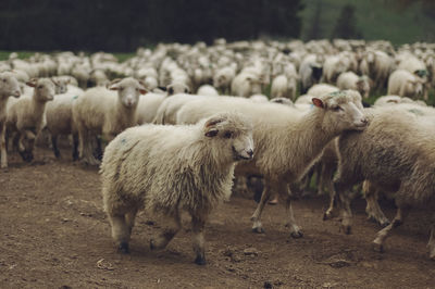 Sheep standing in a field