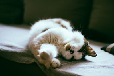 Close-up of cat lying at home