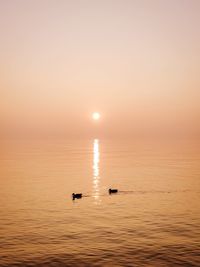 Silhouette birds swimming in sea against sky during sunset