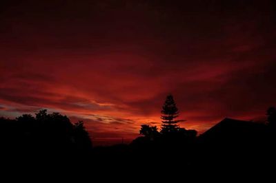 Silhouette of trees at sunset