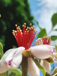 Close-up of red flower