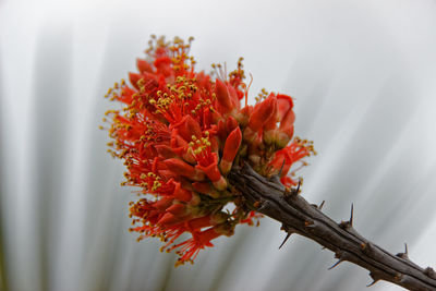 Close-up of red flower against blurred background