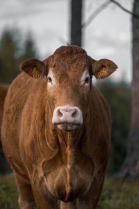 A moody cow in a dark forest