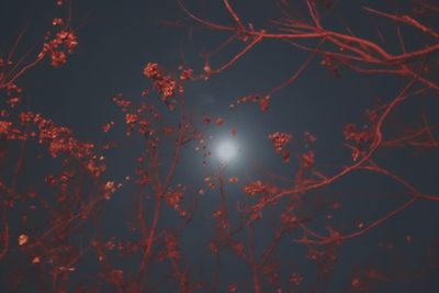 Low angle view of illuminated tree