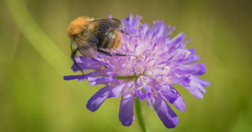 Close-up of honey bee pollinating on purple flower