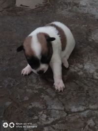 High angle view of puppy sitting on floor