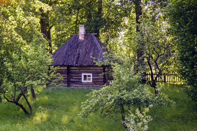 Old log house with one window, surrounded by trees in the summer