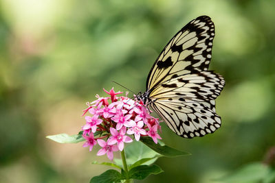 Paper kite butterfly idea leuconoe perches on a flower in a garden in taiwan