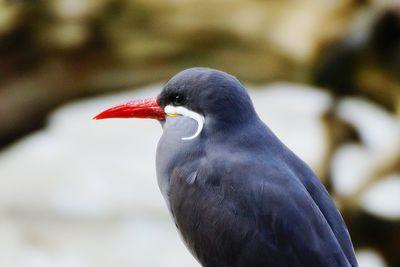 Side view of red beak bird