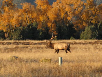 Deer grazing on grassy field