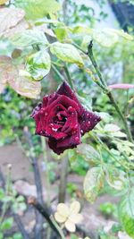 Close-up of red rose