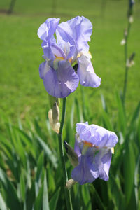 Close-up of purple flowers