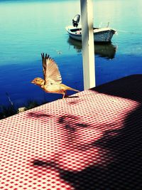 Close-up of birds on boat