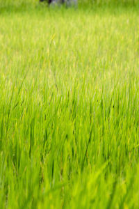 Full frame shot of grassy field